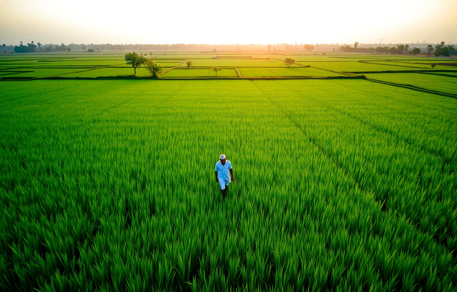 Telangana rice fields at golden hour
